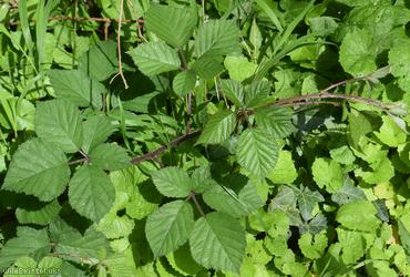 image for Velvet Bramble