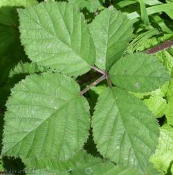 Velvet Bramble