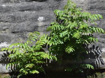 image for Black Walnut