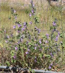Common Mallow