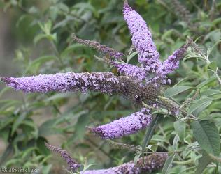 Butterfly-bush