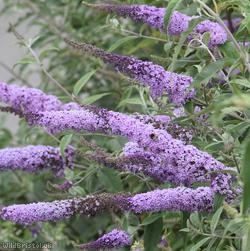 Butterfly-bush