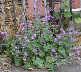 Common Mallow