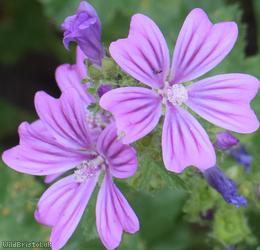 Common Mallow