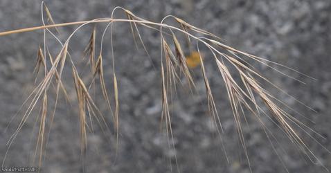 Barren Brome