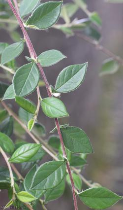 Franchet's Cotoneaster