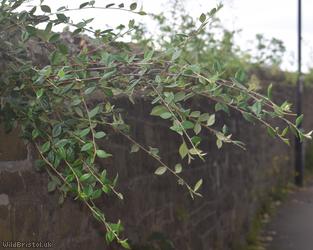 Franchet's Cotoneaster