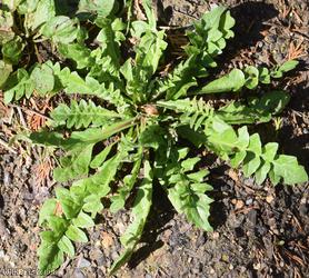 Shepherd's-purse type 10