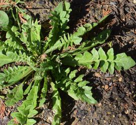 Shepherd's-purse type 10