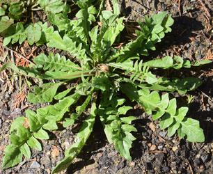 Shepherd's-purse type 10