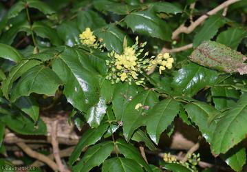 Oregon-grape