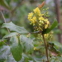 Oregon-grape