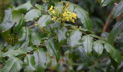 Oregon-grape
