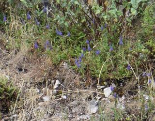 Western-spiked Speedwell
