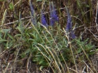 Western-spiked Speedwell