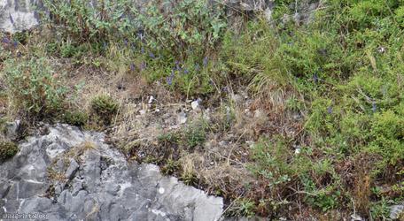 Western-spiked Speedwell