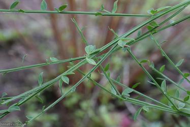 Spanish Broom