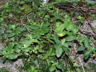 Japanese Honeysuckle