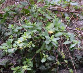 Japanese Honeysuckle