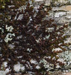 Dilated Scalewort