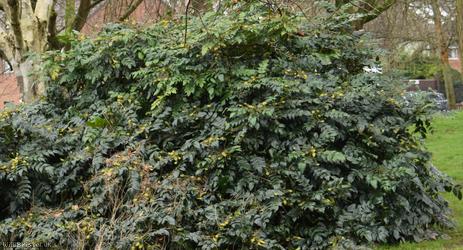 Japanese Oregon-grape