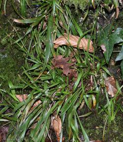 Hairy Wood-rush