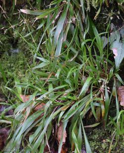 Hairy Wood-rush