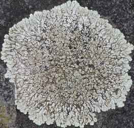 image for Chewing Gum Lichen