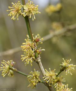 image for Cornelian-cherry