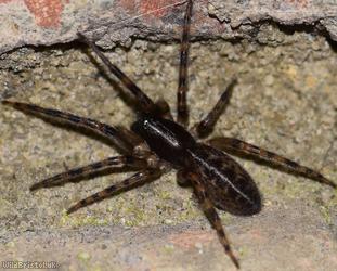 Snake-back Spider