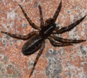 Snake-back Spider