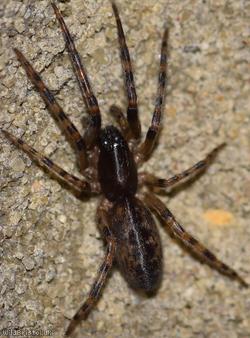 Snake-back Spider