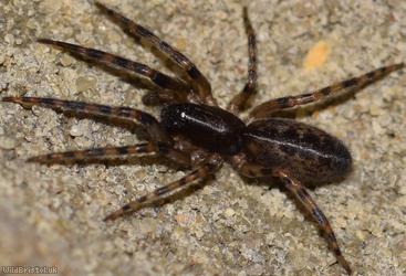 Snake-back Spider