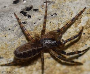 Snake-back Spider