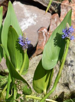Pickerelweed