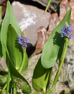 Pickerelweed