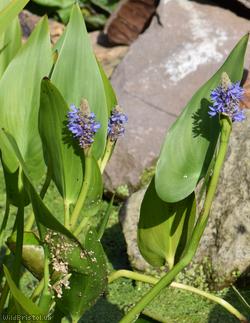 Pickerelweed
