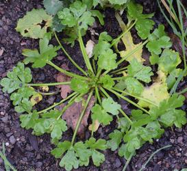 Celery-leaved Buttercup