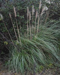 Pampas Grass