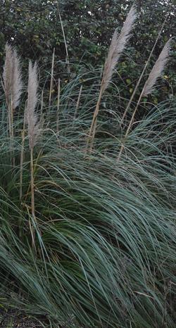 Pampas Grass