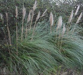 Pampas Grass