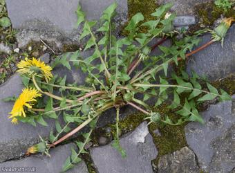 Grassland Dandelion