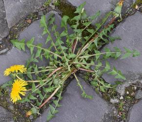 Grassland Dandelion