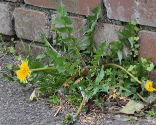 Beautiful-leaved Dandelion