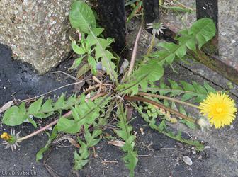 image for Thick-lobed Dandelion