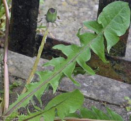 Thick-lobed Dandelion