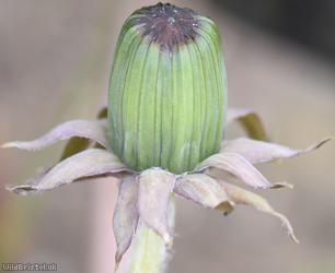 Thick-lobed Dandelion