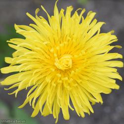 Thick-lobed Dandelion