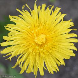 Thick-lobed Dandelion