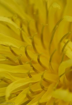 Thick-lobed Dandelion